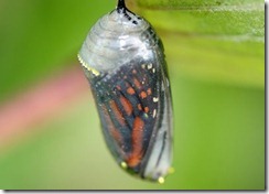 capullo-mariposa-monarca