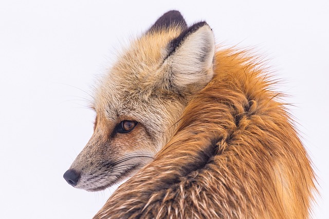 red-fox-2230730_640